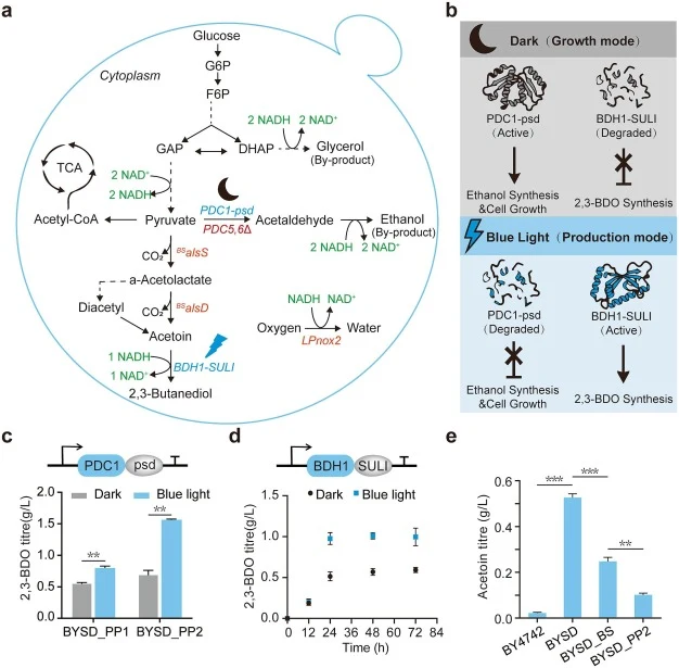 Design and characterization of optogenetic metabolic switches for 2,3-BDO biosynthesis in S. cerevisiae. (a) Schematic illustration of the engineered metabolic network. The endogenous ethanol fermentation pathway is dynamically downregulated by fusing the psd tag to pyruvate decarboxylase (PDC1) and
