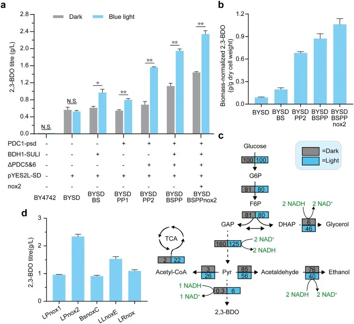 Optimization of carbon-flux partitioning through dual optogenetic regulation and NADH-oxidase-based cofactor engineering. (a) 2,3-BDO titres of engineered strains harbouring individual or combined optogenetic modules. The strains were cultivated under d-only or under 12D → BL. (b) Biomass-normalized