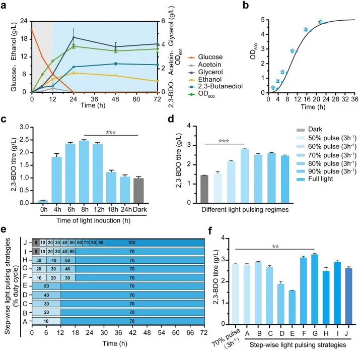 Optimizing dynamic illumination strategies to balance cell growth and 2,3-BDO biosynthesis. (a) Fermentation profile of strain BYSD_BSPPnox2 under the baseline 12D → BL regime. The grey and blue shaded regions denote the dark and light phases, respectively. (b) Growth curve of strain BYSD_BSPPnox2 u