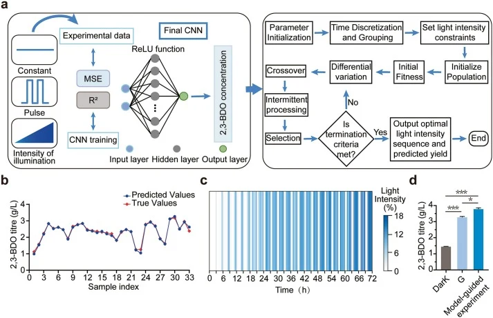 Model-guided optimization of dynamic illumination using a CNN–DE framework. (a) The “Temporal Light–Titre” CNN regression model was trained to predict the final 2,3-BDO titre from time-resolved illumination profiles covering variable light-intensity, induction timing, periodic illumination, and step