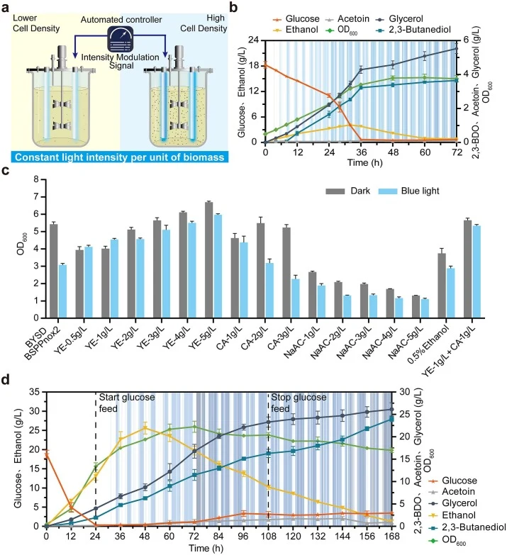 Scale-up validation and fed-batch fermentation of the optogenetic strain in a 5-L photobioreactor. (a) Schematic diagram of the illumination-control strategy used during scale-up. The incident light-intensity was adjusted according to cell density to maintain a constant incident photon flux per unit