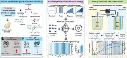 Programming 2,3-butanediol biosynthesis in Saccharomyces cer