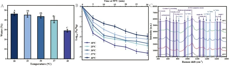 Characteristics of B. cereus spore produced at different sporulation temperatures (18, 25, 30, 37, and 40 °C). A. spore water content; B. average Raman spectra; C.wet-heat resistance at 95 °C. Quantitative data are presented as mean ± SD from three independent biological replicates (n = 3).