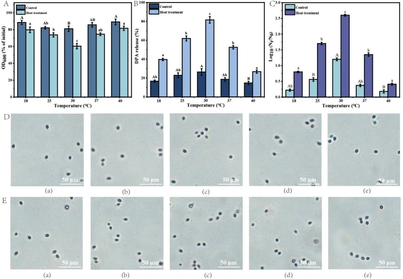 Germination characteristics of B. cereus spore produced at different sporulation temperatures (18, 25, 30, 37, and 40 °C), under both non-heat-activated and heat-activated conditions. The germination parameters assessed include: A. decrease in OD600, B. DPA release, C. loss of heat resistance. D, E.
