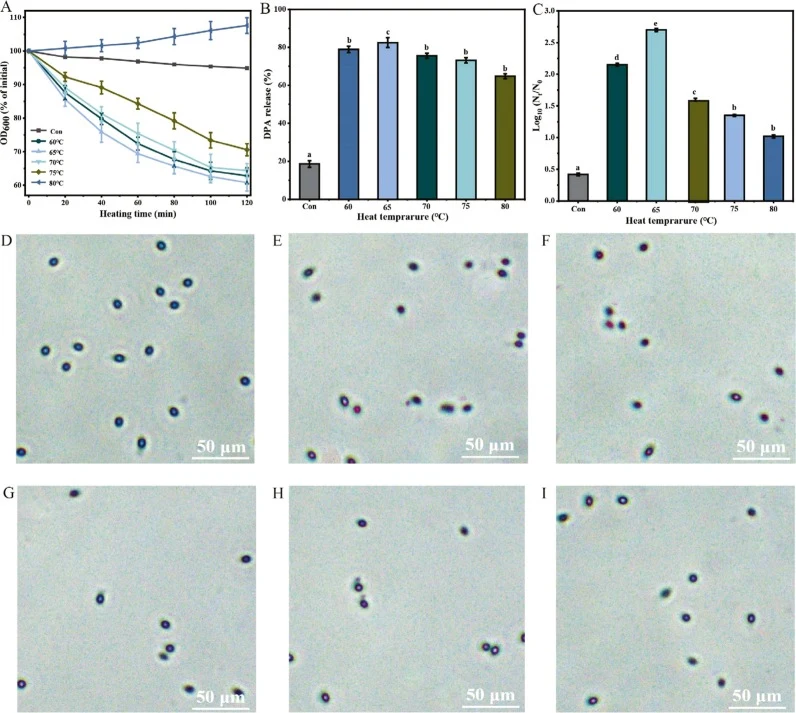 Effects of heat activation at different temperature of 60, 65, 70, 75, and 80 °C on the germination behavior of B. cereus spores formed at 30 °C. A. decrease in OD600; B. DPA release; C. loss of heat resistance; DI. representative phase-contrast microscopy images showing spore germination following