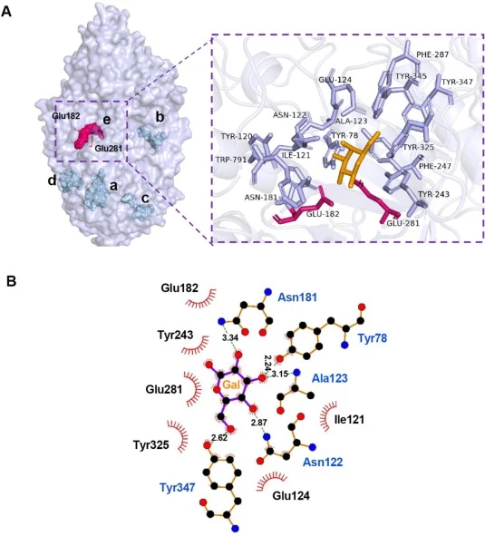 (A) Analysis of the catalytic pocket of PnβGal35A and the close-up of amino acids within the 6 Å range of galactose. The acid/base-catalyst Glu182 and the nucleophile Glu281 were labeled as warm pink, and galactose was labeled as orange. (B) LigPlot+ analysis of the interactions in the catalytic poc