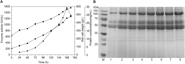 Time-course of high–cell density fermentation of mutant Y347F/S619P/W791F in a 5–L fermenter (A) and SDS-PAGE analysis (B). Symbols represent the enzyme activity (▲), wet cell weight (●) and protein concentration (■). Lane M represents the protein markers, lanes 1–8 represent the SDS-PAGE analysis o