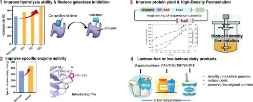 Molecular modification and heterologous expression of a β-ga