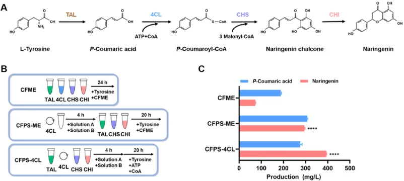 Cell-free biosynthesis of (2S)-naringenin. (A) Biosynthetic pathway of (2S)-naringenin from L-tyrosine. (B) Schematic diagram of CFME, CFPS-ME and CFPS-4CL system. (C) Comparison of p-coumaric acid and naringenin yields in different synthesis systems. CFME reaction mixtures contain CFBS reaction sol