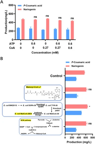 Effects of exogenous key cofactor supplementation on p-coumaric acid and (2S)-naringenin yields in the absence of Solution A. (A) p-Coumaric acid and (2S)-naringenin yields at different ATP and CoA concentrations. The reaction without exogenous ATP or CoA served as the control. (B) p-Coumaric acid a