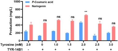 p-Coumaric acid and (2S)-naringenin yields at different L-tyrosine concentrations. The CFBS reaction mixtures contained Solution A, Solution B, 4CL plasmid, extract of E. coli BL21 Star (DE3) containing pET32-TAL, pET32-CHI and pET32-CHS, and water. All the water was replaced by the extract of E. co