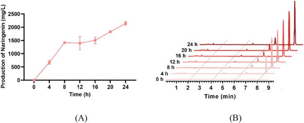 Time-dependent production of the 4CL-CFPS reaction for the yield of naringenin and corresponding HPLC analysis. (A) The yield of naringenin at different time points (0, 4, 8, 12, 16, 20, and 24 h). (B) HPLC chromatograms of naringenin at 290 nm taken at the corresponding time points shown in (A). Th