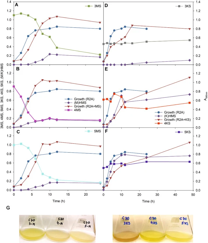 Growth of E. oleovorans strain C70 in R2A medium supplemented with 3 mM 3- (A), 4- (B), or 5-methylsalicylate, MS, (C); 3- (D), 4- (E), or 5-chlorosalicylate, KS, (F), utilization of substrates, and accumulation of intermediate (M/K)HMS. On panel G, photos of the flask from the corresponding experim