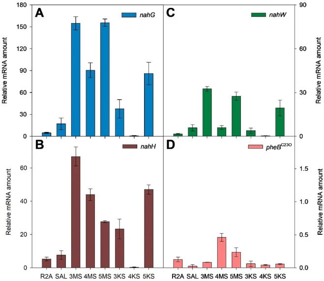 Relative mRNA amounts of genes encoding salicylate 1-hydroxylases, nahG (A) and nahW (C), and catechol 2,3-dioxygenases, nahH (B) and pheB C23O (D) of E. oleovorans C70. RNA was isolated from early stationary growth phase cells grown on R2A medium or R2A medium supplemented with salicylate (SAL), 3-
