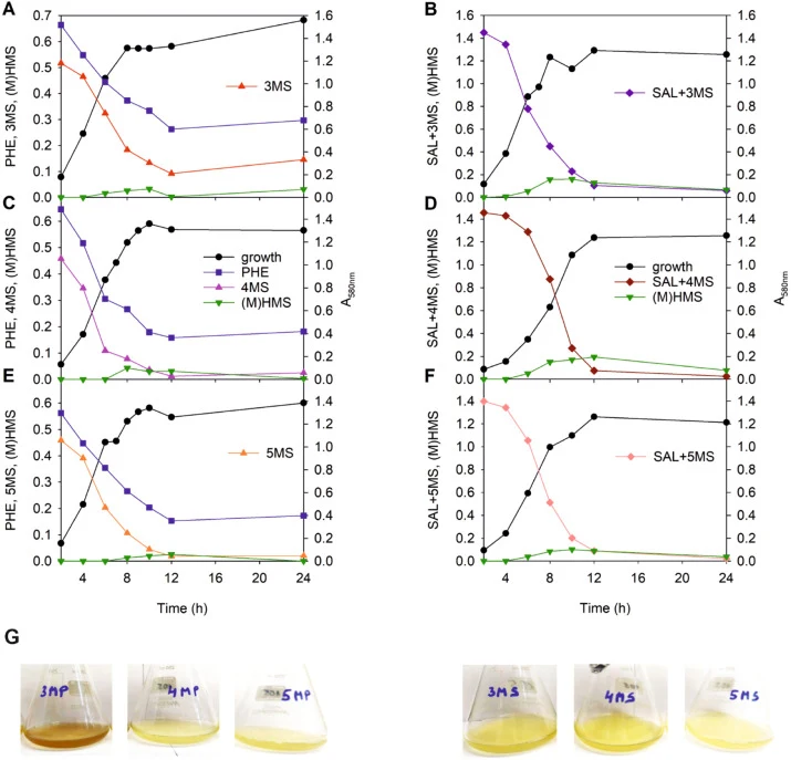 Growth of E. oleovorans C70 in R2A medium containing 1.5 mM 3MS (A, B), 4MS (C, D), or 5MS (E, F) and 3 mM phenol, PHE (A, C, E), or salicylate, SAL, (B, D, F). The A580 nm values show the growth of the bacterium. The substrates were monitored at their absorption maxima: phenol at 270 nm, SAL+3MS (o