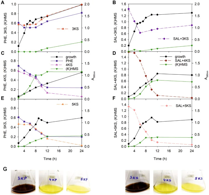 Growth of E. oleovorans C70 in R2A medium containing 1.5 mM 3KS (A, B), 4KS (C, D), or 5KS (E, F) and 3 mM phenol, PHE (A, C, E), or salicylate, SAL (B, D, F). The A580 nm values show the growth of the bacterium. The substrates were monitored at their absorption maxima accordingly: PHE at 270 nm, SA