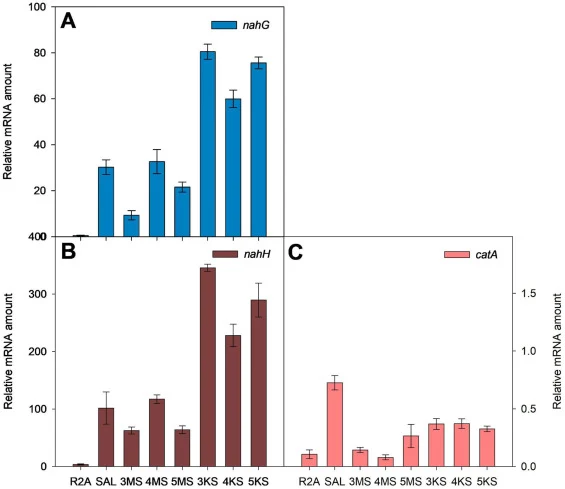 Relative mRNA amounts of genes encoding salicylate 1-hydroxylase, nahG (A), catechol 2,3-dioxygenase, nahH (B) and catechol 1,2-dioxygenase, catA (C) of P. fluorescens PC20 using qRT-PCR. RNA was isolated from early stationary growth phase cells grown on R2A medium or R2A medium supplemented with sa