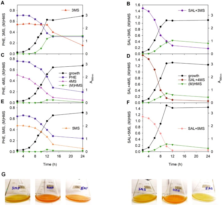Growth of P. fluorescens PC20 in R2A medium containing 1.5 mM 3MS (A, B), 4MS (C, D), or 5MS (E, F) and 3 mM phenol, PHE (A, C, E), or salicylate, SAL, (B, D, F). The A580 nm values show the growth of the bacterium. The substrates were monitored at their absorption maxima: phenol at 270 nm, SAL+3MS