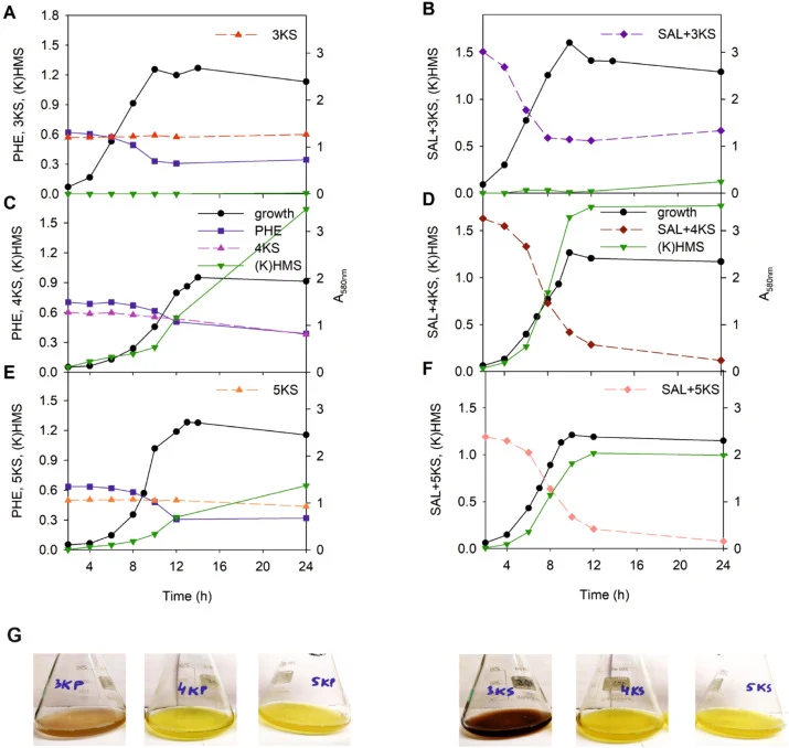 Growth of P. fluorescens PC20 in R2A medium containing 1.5 mM 3KS (A, B), 4KS (C, D), or 5KS (E, F) and 3 mM phenol, PHE (A, C, E), or salicylate, SAL (B, D, F). The A580 nm values show the growth of the bacterium. The substrates were monitored at their absorption maxima accordingly: PHE at 270 nm,