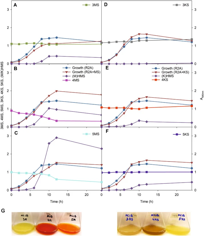 Growth of P. putida strain NCIB 9816-4 in R2A medium supplemented with 3 mM 3- (A), 4- (B) or 5-methylsalicylate, MS, (C); 3- (D), 4- (E), or 5-chlorosalicylate, KS, (F), utilization of substrates, and accumulation of intermediate (M/K)HMS. On panel G are photos of the flasks of the corresponding ex