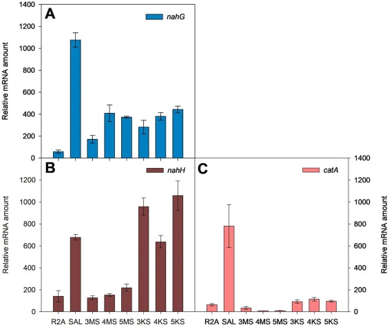 Relative mRNA amounts of genes encoding salicylate 1-hydroxylase, nahG, and catechol 2,3-dioxygenase, nahH, and catechol 1,2-dioxygenase, catA of P. putida NCIB 9816-4. RNA was isolated from early stationary growth phase cells grown on R2A medium or R2A medium supplemented with salicylate (SAL), 3-,
