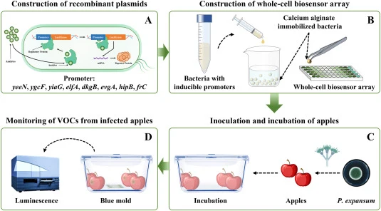 Schematic illustration of the whole-cell biosensor array-based system for non-destructive monitoring of apple blue mold. (A) Schematic representation of the promoter-luciferase reporter system used in this study, illustrating the principle of inducible promoter activation and bioluminescent signal g
