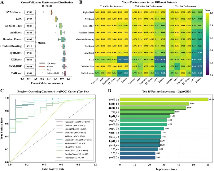 Performance of machine learning models for apple blue mold identification based on biosensor responses. (A) Distribution of classification accuracy obtained from five-fold cross-validation for different machine learning models. (B) Comparative performance of models on training, validation, and held-