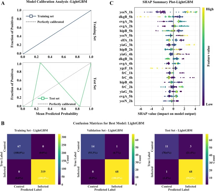Reliability and interpretability analysis of the LightGBM model for binary classification of apple blue mold based on biosensor responses. (A) Probability calibration curves of the LightGBM model on the training and held-out test subsets. (B) Confusion matrices illustrating classification consistenc