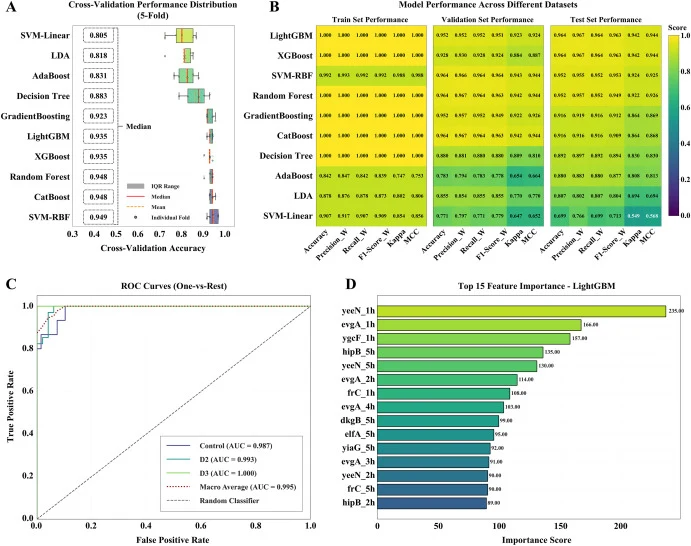 Performance evaluation of machine learning models for multiclass classification of apple blue mold infection stages. (A) Accuracy distributions obtained from five-fold cross-validation for different models. (B) Overall classification performance on training, validation, and held-out test subsets eva