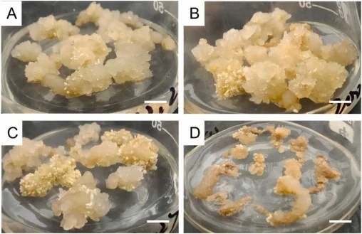 Calli induced from somatic embryos following colchicine treatment. (A) Calli induced from somatic embryos without colchicine treatment (untreated). (B)–(D) Calli induced from somatic embryos treated with 0.02% colchicine for 3 d (B), 0.05% colchicine for 5 d (C), and 0.15% colchicine for 5 d (D), re