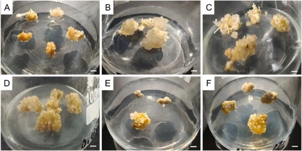 Effect of different medium formulations on calli differentiation of tetraploid. (A) (B) (C) Calli differentiation in SH medium containing IBA 2.0 mg/L, 3.0 mg/L and 3.5 mg/L, respectively; (D) (E) (F) Calli differentiation in MS medium containing IBA 2.0 mg/L, 3.0 mg/L and 3.5 mg/L, respectively. Th