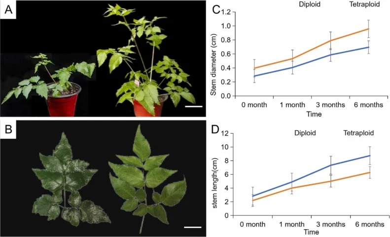 Morphological comparison of diploid and tetraploid A. elata. (A) Whole plantlets and (B) compound leaves at 90 days post-transplanting. (C–D) 6-month growth trajectories of stem diameter and length, respectively. Scale bar = 5 cm.