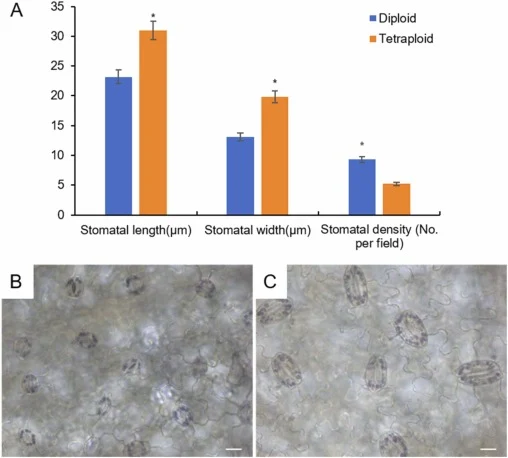 Comparison of stomatal morphology and density between diploid and tetraploid A. elata. (A) Quantitative analysis of stomatal length, width, and density. Data are expressed as mean ± SD (n = 3). Asterisks (*) indicate significant differences compared to the diploid group (p < 0.05). (B, C) Stomatal m