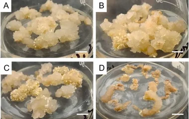 秋水仙素诱导染色体加倍驱动辽东楤木皂苷富集