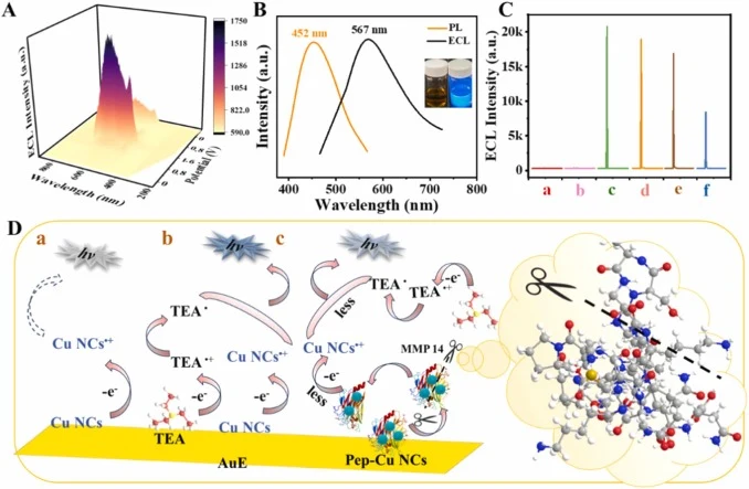 Feasibility study of the biosensor and schematic diagram of the ECL mechanism. 3D surface plot of the ECL signal for Cu NCs (A); PL and ECL spectra of Cu NCs (B); ECL intensity in PBS containing TEA for different electrodes (C): bare AuE (a), Cu NCs/AuE in PBS (b), Cu NCs/AuE (c), Pep-Cu NCs/AuE (d)