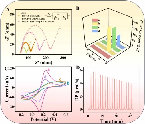 EIS (A); ECL (B); CV (C) of (a) bare AuE, (b) Pep-Cu NCs/AuE, (c) BSA/Pep-Cu NCs/AuE, and (d) MMP 14/BSA/Pep-Cu NCs/AuE; and the ITC data of the interaction between the MMP 14 and the Pep (D).