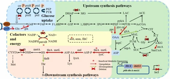 Metabolic pathway of O-succinyl-L-homoserine in E. coli and strategies adopted to improve O-succinyl-L-homoserine production. Abbreviations: Glu, Glucose; G6P, Glucose-6-phosphate; F6P, Fructose-6-phosphate; F1,6BP, Fructose-1,6-bisphosphate; G3P, Glyceraldehyde-3-phosphate; DHAP, Dihydroxyacetone p