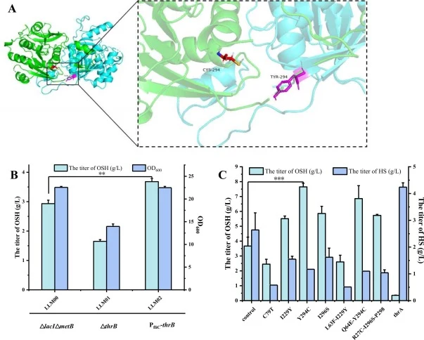 Construction of the origin strain for OSH production. (A)Structural distribution of the MetAY294C mutant. The Y294 residue in the cyan subunit has been mutated to cysteine, while the native residue is retained in the other subunit. (B)Effect of weakening thrB gene on OSH production; (C) Relative OSH