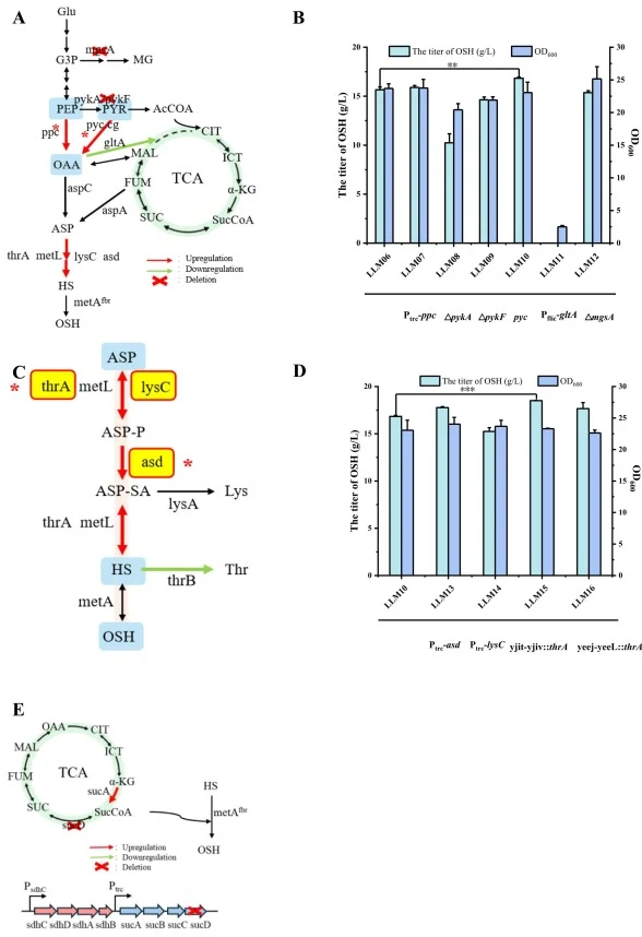 Engineering of key metabolic nodes for OSH production and the effects on cell growth. (A) Engineering of the PEP-PYR-OAA node; (C) enhancement of key genes in the aspartate-to-OSH pathway; (F) Engineering of the TCA cycle to enhance succinyl-CoA supply; (B) and (D) shake-flask fermentation to invest