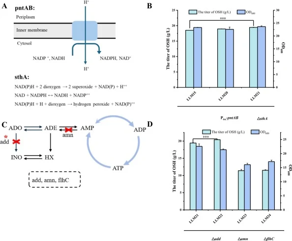 Enhancement of NADPH and ATP supply and the effects on OSH production and cell growth in shake-flask fermentation. (A) Effects of enhanced NADPH supply on OSH fermentation; (C) Effects of enhanced ATP supply on OSH fermentation; (B) and (D) shake-flask fermentation to investigate the effects of rele