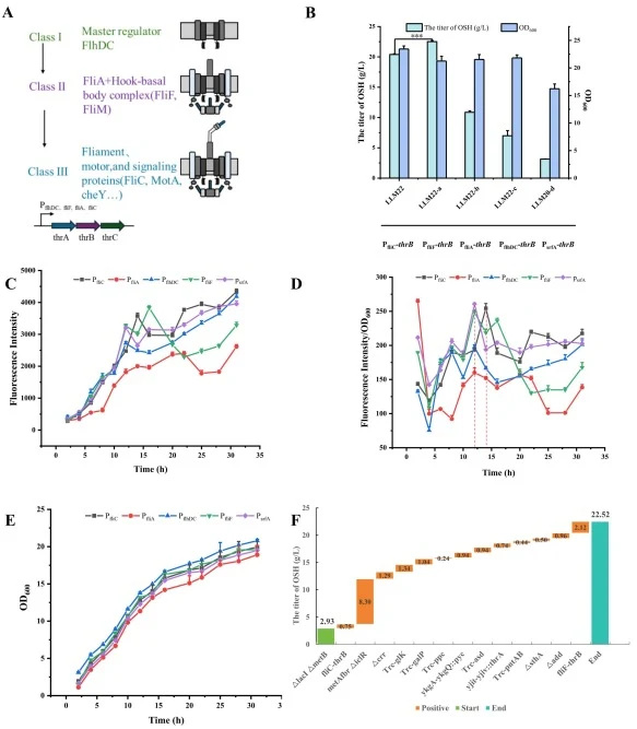 Optimization of self-regulatory promoters from the flagellar system. (A) Three-tier regulatory mechanism of the flagellar system; (B) shake-flask fermentation to investigate the effects of relevant gene modifications on OSH production and cell growth; (C) fluorescence intensity of green fluorescent