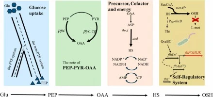 Metabolic engineering of Escherichia coli for efficient prod