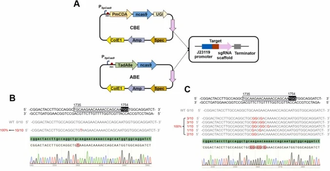 Single-site mutagenesis mediated by CBE and ABE. (A) Schematic representation of ABE and CBE constructs for a single target; (B) Sequence alignment of CBE-mediated mutants with the corresponding genomic locus; (C) Sequence alignment of ABE-mediated mutants with the corresponding genomic locus. The g
