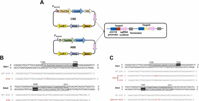 Dual-site mutagenesis mediated by CBE and ABE. (A) Schematic representation of ABE and CBE constructs for two targets; (B) Sequence alignment of CBE-mediated mutants with the corresponding genomic loci; (C) Sequence alignment of ABE-mediated mutants with the corresponding genomic loci. The genomic l