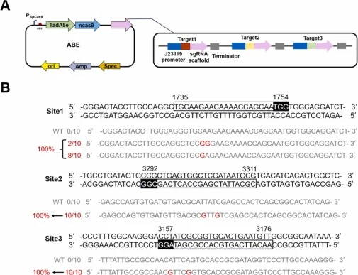 Triple-site mutagenesis mediated by ABE. (A) Schematic representation of the ABE construct carrying three tandemly arranged sgRNAs; (B) Sequence alignment of ABE-mediated mutants with the corresponding genomic loci. The genomic loci and their sgRNA target sites are shown, with PAM sequences highligh