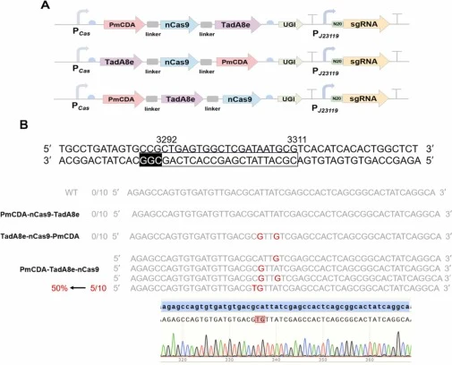 Construction and functional evaluation of dual base editors. (A) Schematic diagrams of three fusion architectures combining PmCDA, TadA8e, and nCas9; (B) Sequencing results of colonies edited by each construct. The nucleotides highlighted in red indicate successful base substitutions identified by D