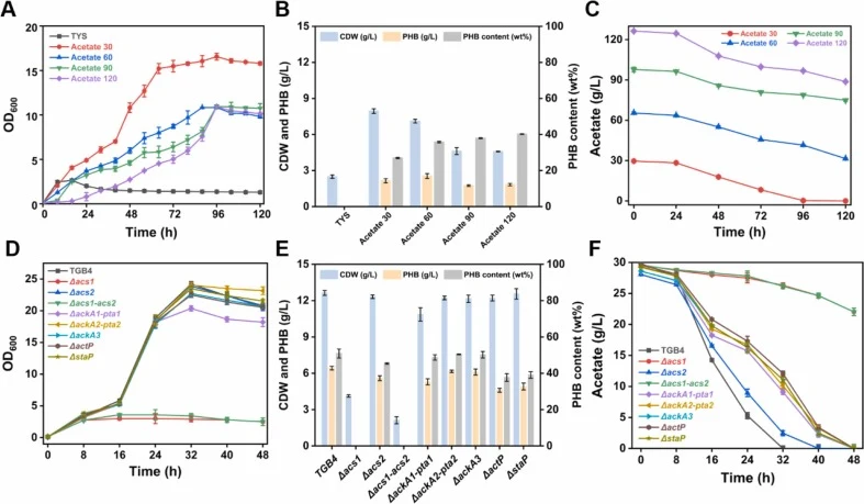 Application of CBE to investigate acetate metabolism and PHB biosynthesis. (A) Growth of TGB4 under different acetate concentrations; (B) Biomass and PHB production of TGB4; (C) Acetate consumption profiles of TGB4; (D) Growth of gene knockout mutants; (E) Biomass and PHB production of gene knockout
