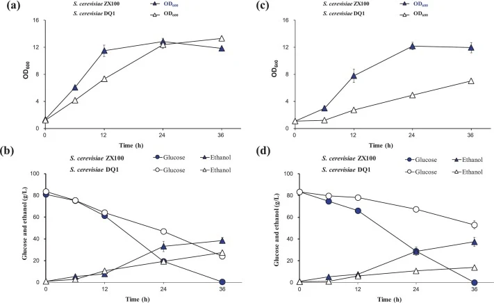Cellulosic ethanol fermentation performance of the evolved S. cerevisiae ZX100. (a) Cell growth in biodetoxified corn stover hydrolysate. (b) Glucose consumption and ethanol production in biodetoxified corn stover hydrolysate. (c) Cell growth in biodetoxified corn stover hydrolysate supplemented wit