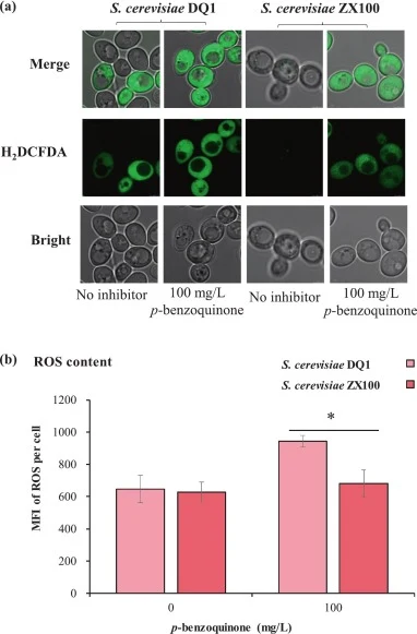 Intracellular reactive oxygen species (ROS) accumulation in the evolved S. cerevisiae ZX100 exposed to 100 mg/L p-benzoquinone. (a) Representative fluorescence images of cells stained with the ROS-sensitive dye H2DCFDA. (b) Intracellular ROS levels in the evolved S. cerevisiae ZX100 under p-benzoqui