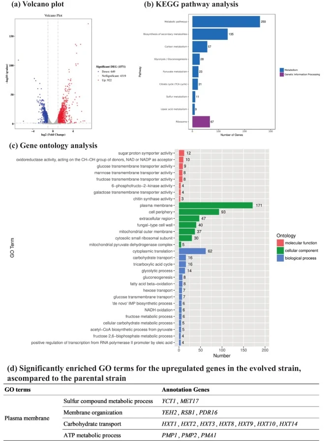 Transcriptional analysis of the evolved S. cerevisiae ZX100 under 200 mg/L p-benzoquinone. (a) Volcano plot. (b) KEGG pathway analysis. (c) Gene Ontology analysis. (d) Significantly enriched GO terms for the upregulated genes in the evolved strain. The parental strain S. cerevisiae DQ1 was used as t